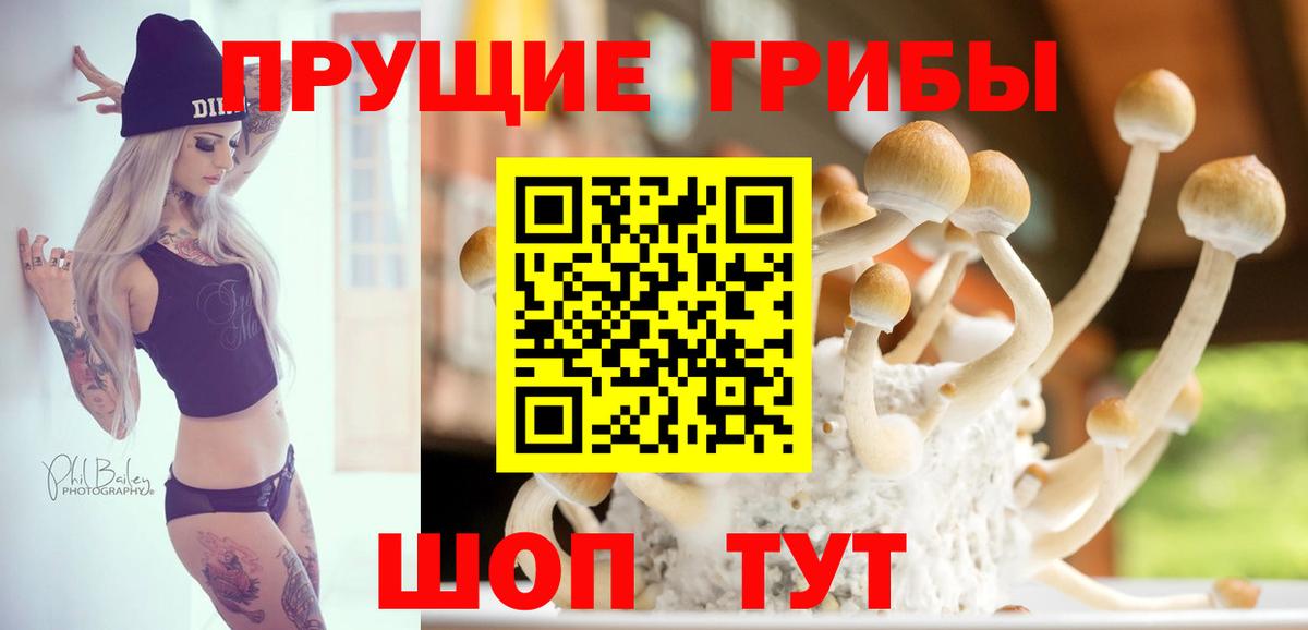 Псилоцибиновые грибы GOLDEN TEACHER  Псилоцибиновые грибы мицелий  Сунжа  Вход с VPN 